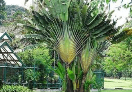 Traveler Palm Vs Bird of Paradise - A Comparison of Maintenance