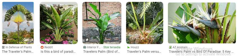Traveler Palm Vs Bird of Paradise