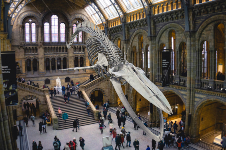 Natural History Museum London